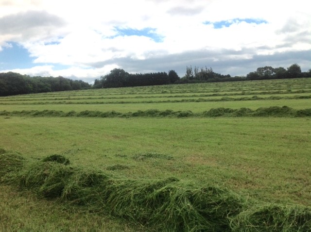 cutting for haylage.jpg