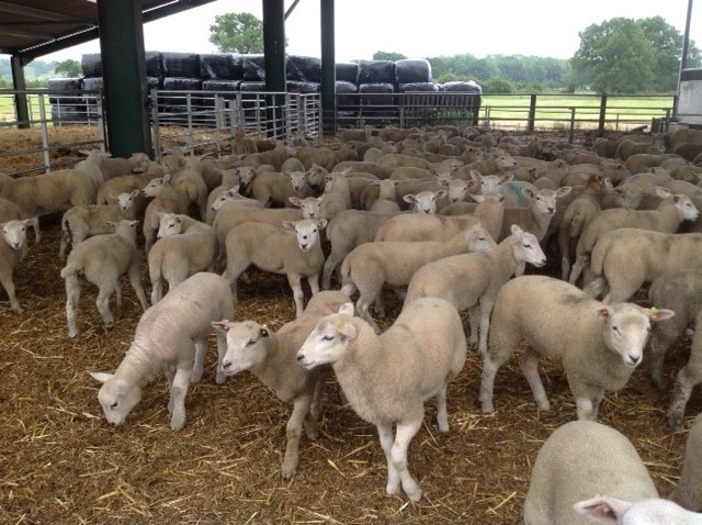 lambs ready for their second & final vaccination.jpg