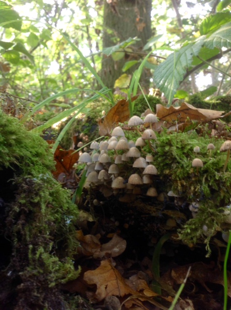 mushrooms.3 2017-10